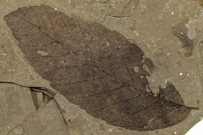 Leaf Fossil - McAbee, BC #255602